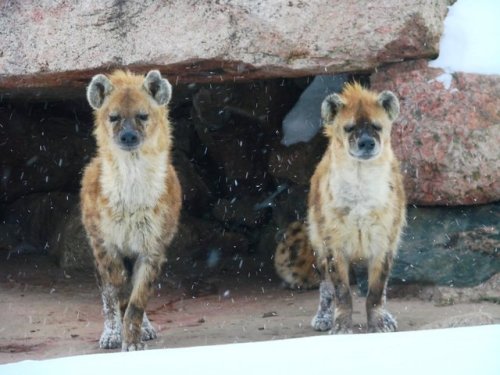 leftnipsdoodles:pls look at hyenas in their winter coats (pics by roamingtigress)