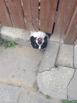 team-flare-grunt:  penspride:  I was walking home today from my friend’s house and I walked past a house and this dog just stuck his head underneath the fence.    hey kid wanna buy some drugs
