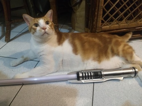 Got the Black Series Darth Revan lightsaber. My cat thinks the lightsaber buzzing noise is cat angry
