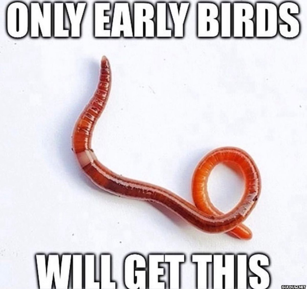 ONLY EARLY BIRDS WILL GET THIS