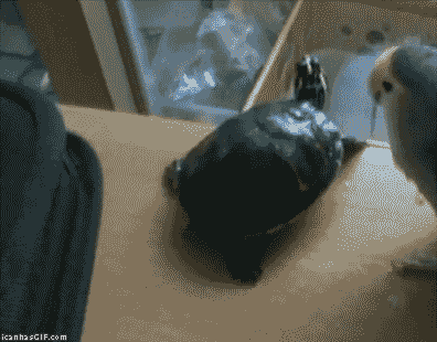tumblr_o9j7rmWzHt1snmb5xo1_400.gifv