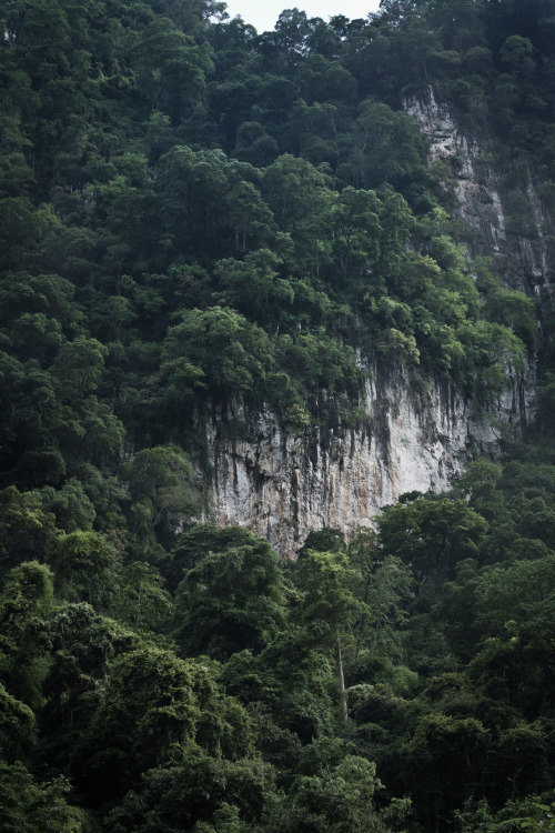 theministryofmischief: Trees  Jungle/tropical blog