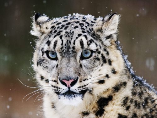 ainawgsd:
“ Snow Leopards
The snow leopard or ounce (Panthera uncia) is a large cat native to the mountain ranges of Central and South Asia.Their bodies are stocky, their fur is thick, and their ears are small and rounded, all of which help to...