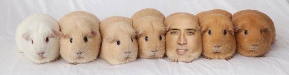  actualhedgehogmartinfreeman: one of these is not like the rest….. yeah, the one