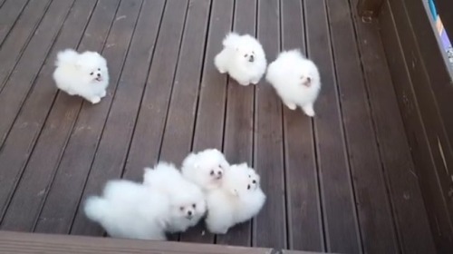 skypig357: after-mycoffee: babyanimalgifs: Someone dropped their cotton balls OHMYGOD Look at the fl