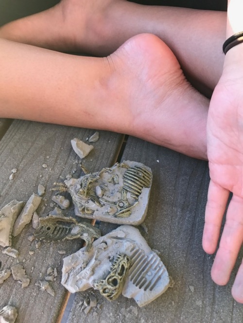 thatgeologistchick:I excavated my little dinosaurs today!