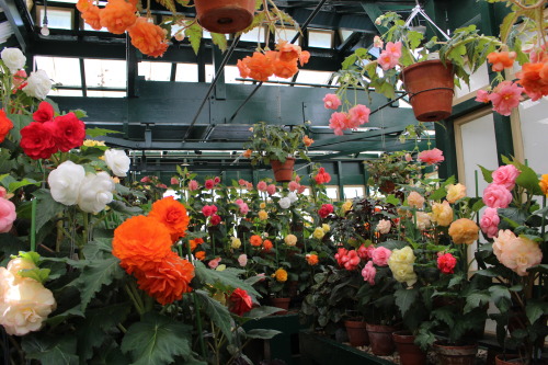 plantconstellations:found this tiny begonia greenhouse in a park in bathurst