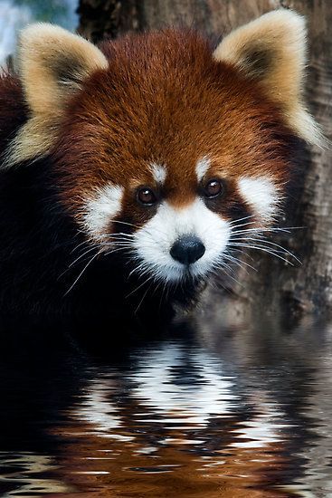 adamthenorman:wildlife-experience:Red Pandas Time!!!Support our cause! Follow us on Twitter! Click Here!Every day is Red Panda Appreciation Day!