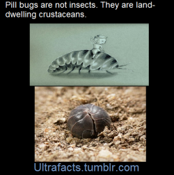 ultrafacts:   Pillbugs are crustaceans, not insects. Though they’re often associated with insects and are referred to as “bugs,” pillbugs actually belong to the subphylum Crustacea.They’re much more closely related to shrimp and crayfish than