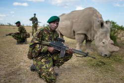 xantime:  codeinelord:  stunningpicture:  Bodyguards protect one of six remaining Northern White Rhinos   Squad  SQUAT GAME