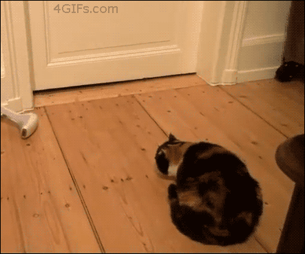 reblog-gif:  For other Gifs — http://gifini.com/ 