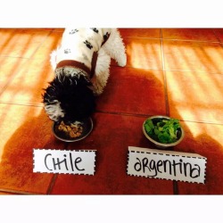 chilewebeopuntocom:  Mi perro también lo predijo