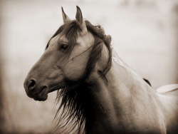 old-hopes-and-boots: A few of the horrific events mans hands had done to him. Rescued and then later brought to Return to Freedom, he will live his life protecting a beautiful herd of mares. by Kimerlee Curyl 