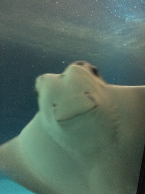 peachtml:  I’M AT THE ZOO AND THIS STINGRAY LOOKS SO HAPPY SO YOU SHOULD BE HAPPY TOO