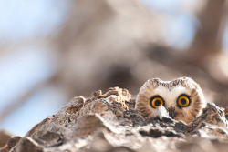 fat-birds:  Saw-whet Peep by Leah Ballin