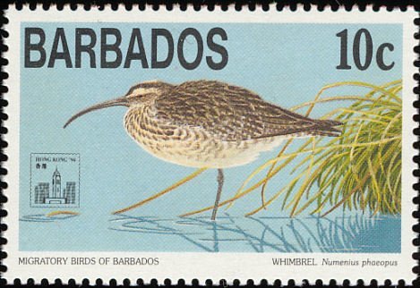 a 1994 Barbados stamp depicting a whimbrel[id: a postage stamp with an illustration of a bird with a