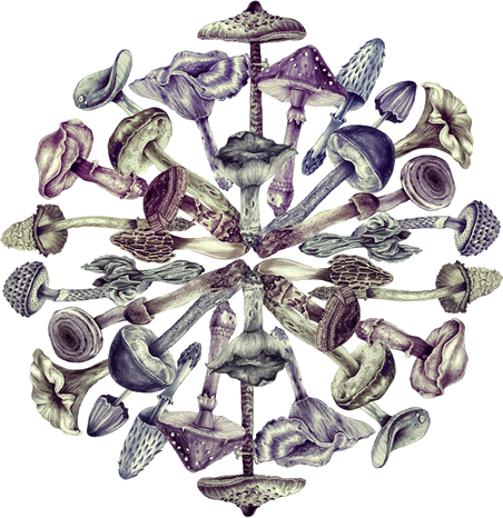 sacredmist:  transparent 