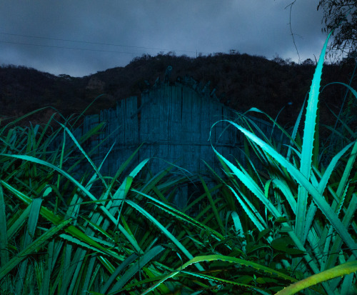 daskabinett:  jungle,cuador by Benoit.P flic.kr/p/ySJuNA