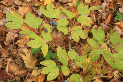 Fall visits the virgin hemlock forest at Cathedral State Park.