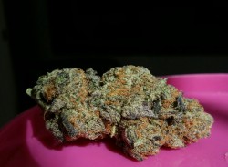 theganjafairy:Sunset Sherbet Hybrid A sweet floral strain with hints of pepper and an alert happy high! 