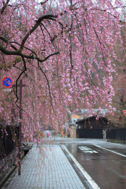 ethertune:  weeping cherry (By tomo) 