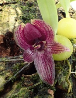 orchid-a-day:  Bulbophyllum lopalanthumSyn.: