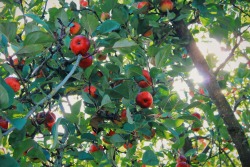 wisteria-spirit:  autumn apples :)