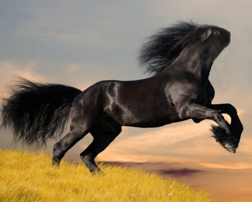 10knotes:   My lovely followers, please follow this blog immediately! 