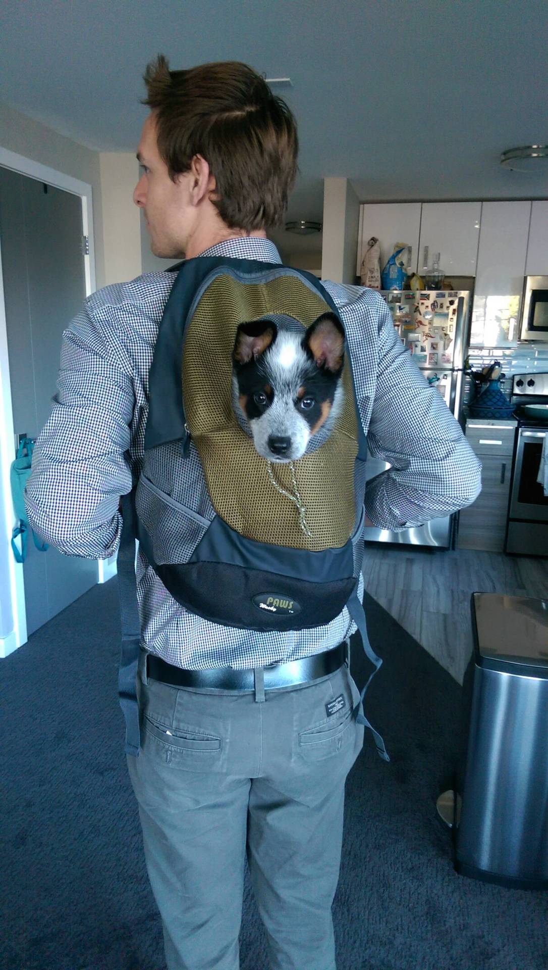 awwww-cute:  I read somewhere that dogs are pack animals. (Source: http://ift.tt/2cNvnL7)