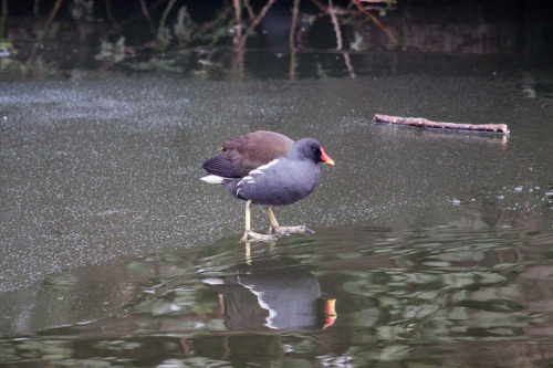 Today’s series (well technically the pictures are from yesterday) - birds on ice. Black headed gulls