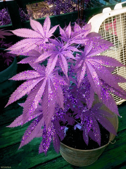 msniiina:  SMOKING  PURPLE HIERBA  