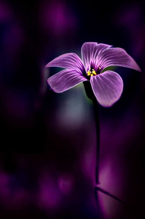 sugarissweetlove:  My favorite color. 