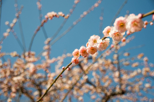 Japanese ume blossoms by mila-sera on Flickr.