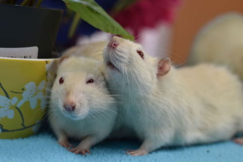 Ratties enjoy digging and playing in dirt! (Always make sure the plants are non-toxic for them first