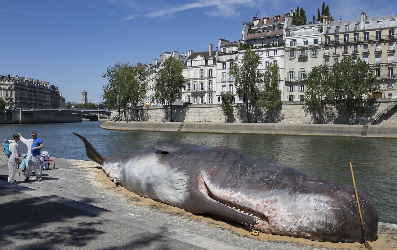 UNA BALLENA EN PARIS. El cuerpo sin vida de un “cachalote” apareció en París, en el borde del río Sena a pocos metros de la catedral de Notre Dame. Miembros del colectivo artístico belga apodado ‘Captain Bloomer’ encallaron la escultura hiperrealista...