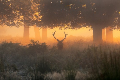 morethanphotography:  Stag in the sunrise by harry-tsappas 