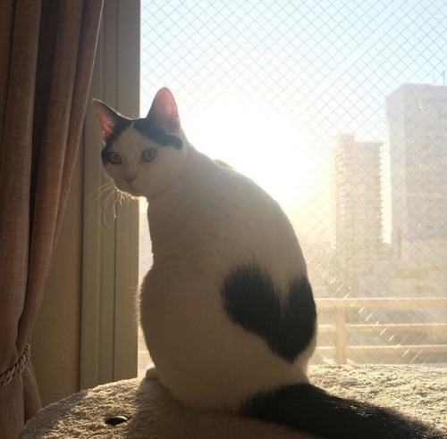 friendly-animals:  (Source)