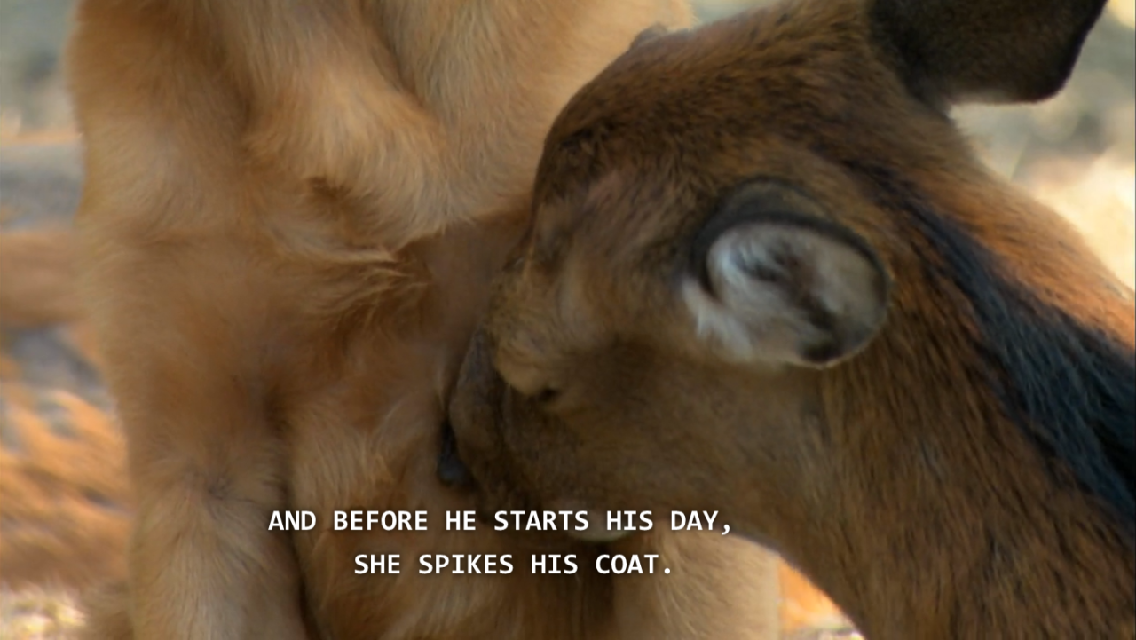 condom:  Petition to replace teen mom with deer mom on mtv 