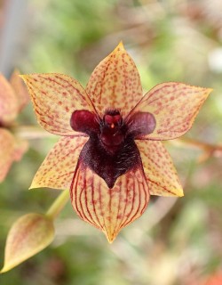 orchid-a-day:  Trichoceros muralis November