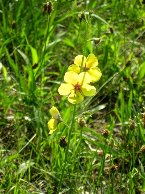 Moth mullein in the grass.