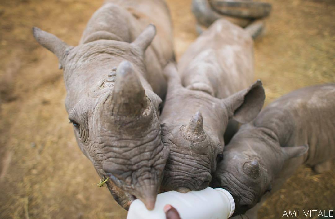 natureconservancy:
“Three adorable orphaned baby rhinos are fed milk at the Lewa Wildlife Conservancy in Northern Kenya. Lewa serves as a refuge for endangered species and a catalyst for conservation through its development programs for adjoining...