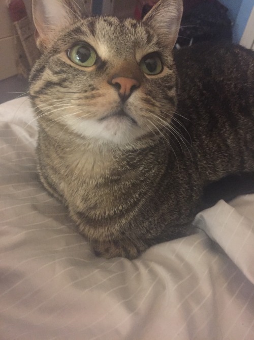 veriea:  cat?? cat