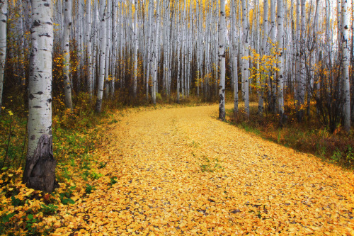 Fall in Aspen Forest