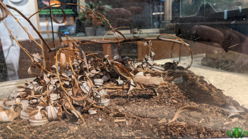 Giant Dead Leaf Mantis - Deroplatys desiccata The Ontario Science Centre showcase continues with a b