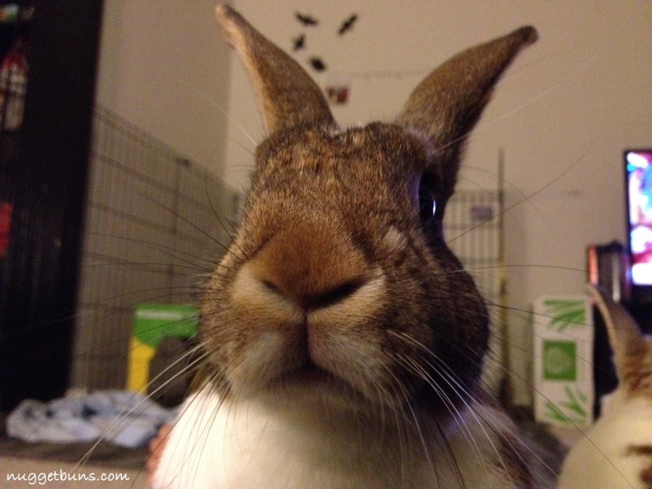 nuggetbuns:  Up close and personal. 