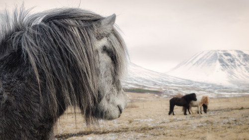 contentsmaydiffer:  icelandic horsies got the best hair.