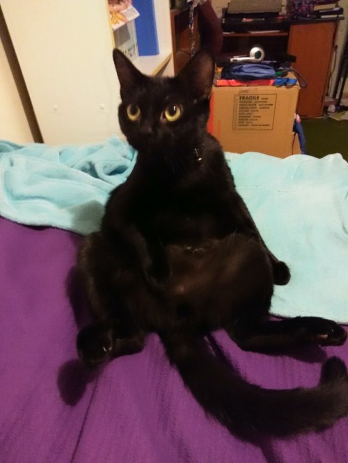 wingweaverzephyriel: Zuko von Pillbug Masamune Zukoberg fpr Black Cat Appreciation Day!!!!! @mostlyc