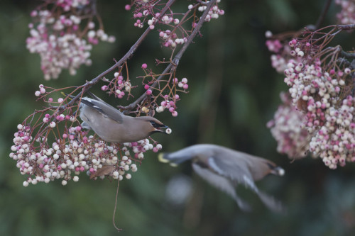 awkwardsituationist:  every december, waxwings descend on great britain from their naive scandanavian breading grounds. birdwatchers across the uk travel hundreds of miles to catch a glimpse of the rare birds, who turn up in significant numbers every