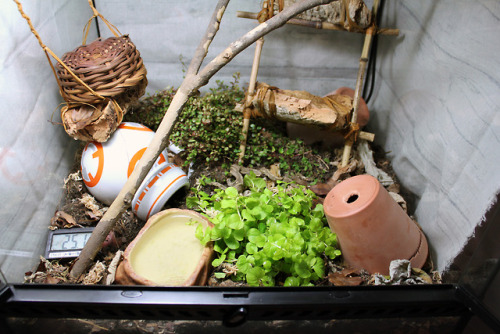 winterhazelly:FINALLY rescaped the snildren’s vivs! Here’s more info on the setup. The o