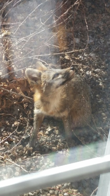 We have a baby fox living near us! I think it might be a red? Could be a grey fox too.